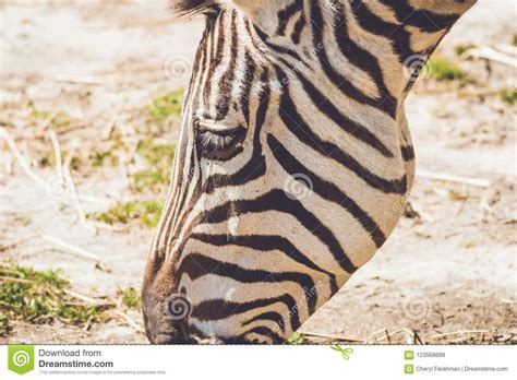Zebra Grazes On Wild Grass In Sandy Soil In A Vintage Setting Stock