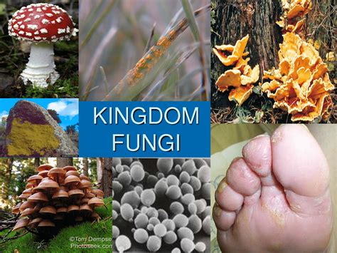 Fungos O Que São Vida Reprodução Doenças E Onde Se Desenvolvem