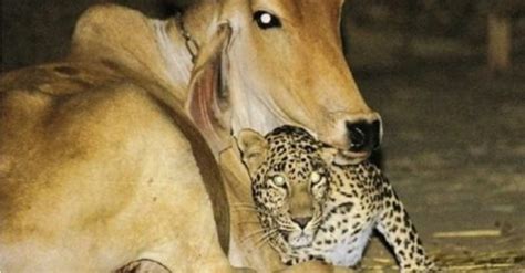 A Surprising Bond Leopard And Cow Form Unlikely Friendship In Gujarat