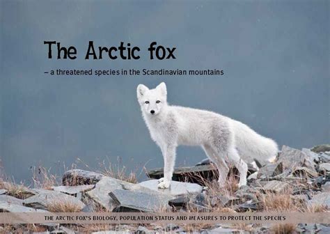 Are Arctic Foxes Threatened Whatodi