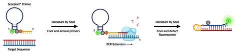 A Practical Guide For The Detection And Analysis Of Pcr Products Aat