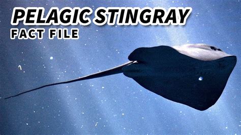 Pelagic Stingray Facts The Open Ocean Ray 🌊 Animal Fact Files Youtube