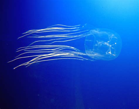 Fascinating Jellyfish Facts Jellyfish Facts Jellyfish Marine Animals