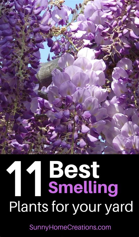 11 Best Smelling Plants For Your Yard Most Fragrant Plants Best