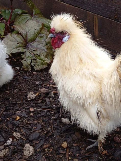 How Expensive Are Silkie Chickens The Ultimate Silkie Budget Resource