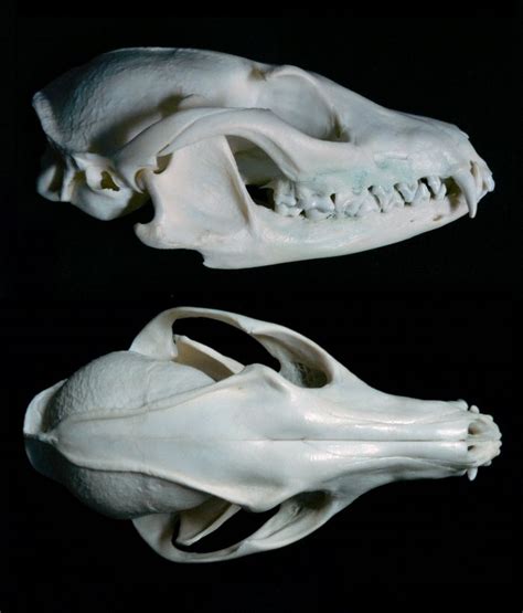 Gray Fox Skull Multiangle By Nikkiburr Skeleton Muscles Skeleton Bones