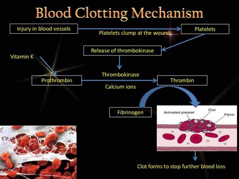 F5 13 Mechanism Of Blood Clotting