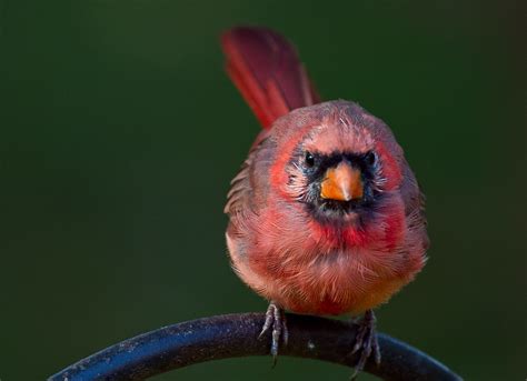 Northern Cardinal Ehpien Flickr