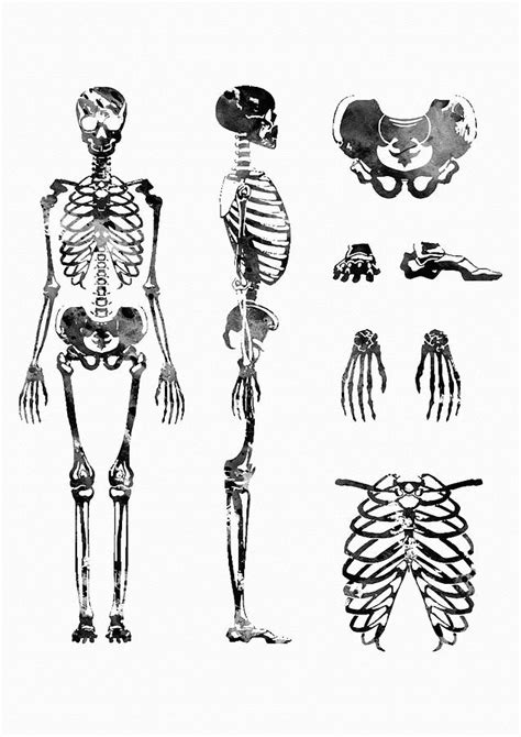 Human Body Skeletal System Digital Art By Erzebet S Pixels