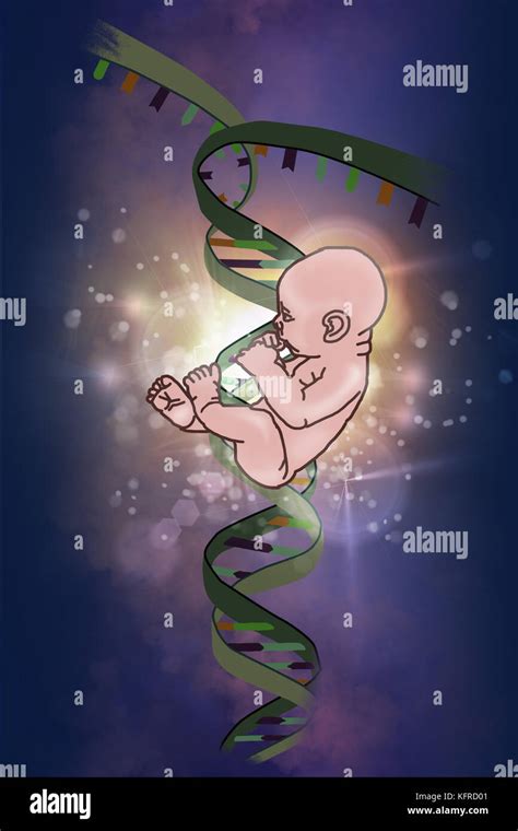 Dna Helix And Human Embryo Stock Photo Alamy