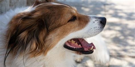 5 Best Known Ancient Greek Dog Breeds
