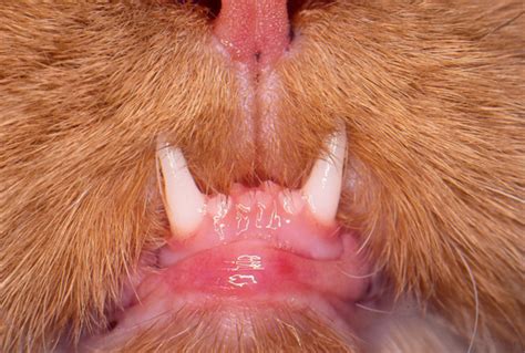 If you are ill, you should try to. Dental Disease in Cats | VCA Animal Hospital