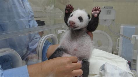 Baby Panda Born At The Taipei Zoo
