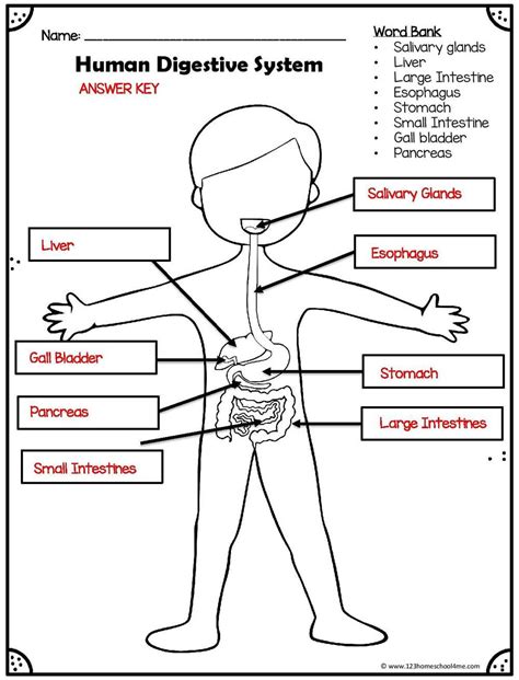 The Amazing Secrets Revealed Body Worlds Answer Key To Understanding