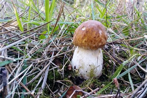 Bolete Mushroom Guide All Mushroom Info