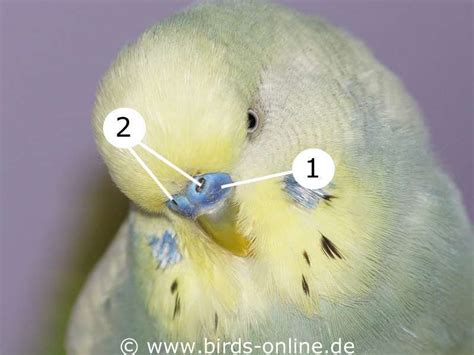 Nose And Cere Birds Online