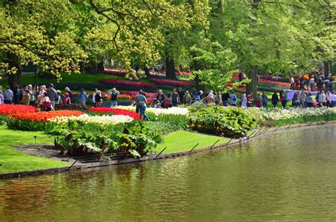 Keukenhof Garden Netherlands May 10colorful Flowers And Blossom In