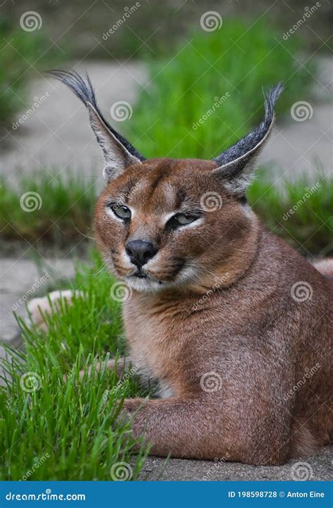 Close Up Portrait Of Caracal Resting On Ground Stock Photo Image Of