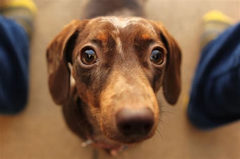 Dachshund: An Exploration in Cuteness | Dachshund, Miniature dachshund ...