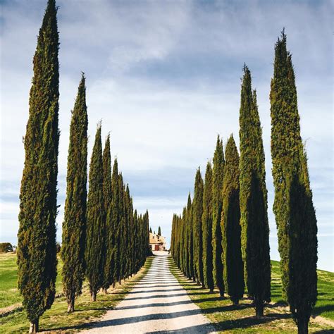 Italian Cypress Trees For Sale