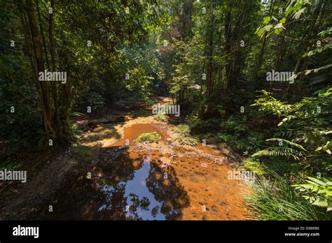 Dense Mixed Lowland Rainforest Crossed By Streams In Lambir Hills