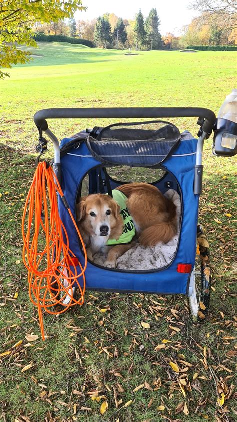 Helping Your Older Dog With Arthritis Live Their Best Life Polite