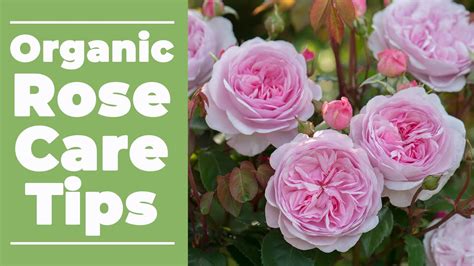 🌹 Organic Rose Care Tips 🌹 Youtube