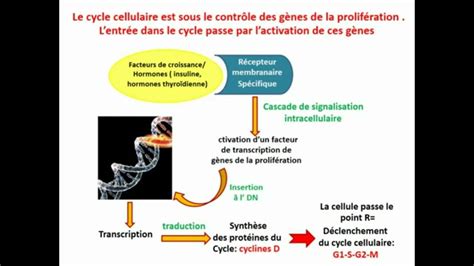 Cytologie Le Cycle Cellulaire Et Sa Régulation Youtube