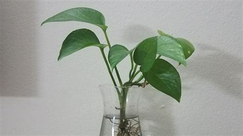 Money trees don't need as much moisture during the winter as. Indoor Pothos propagation in water with a single twig ...