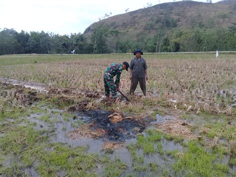 Wujud Upsus Pertanian Serda Zaenal Dampingi Petani Olah Lahan Sawah