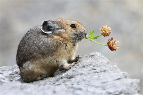 American Pika Native To Eastern California Generally Found In Rocky