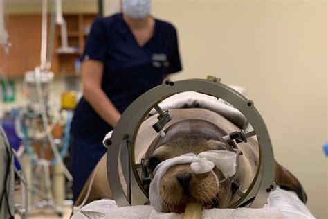 A Sea Lions Epilepsy Was Cured By A Brain Cell Transplant From A Pig