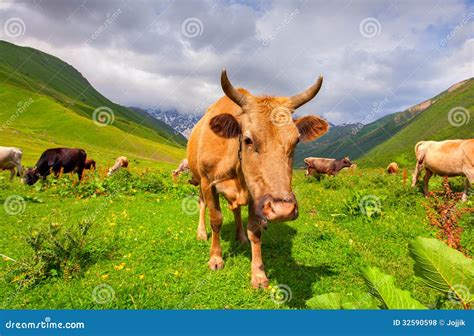 Cattle On A Mountain Pasture Stock Photo Image Of Plant Graze 32590598