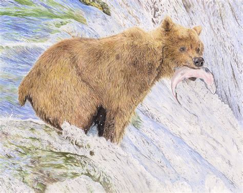 Grizzly Bear Fine Art Print Gemma Whelbourn Art