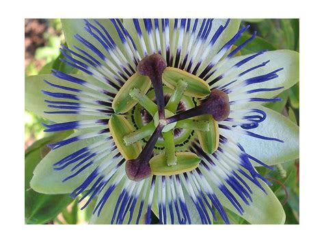 Passiflora Caerulea