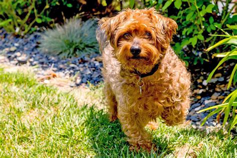 Yorkie Poo Dog Breed Information And Characteristics Daily Paws