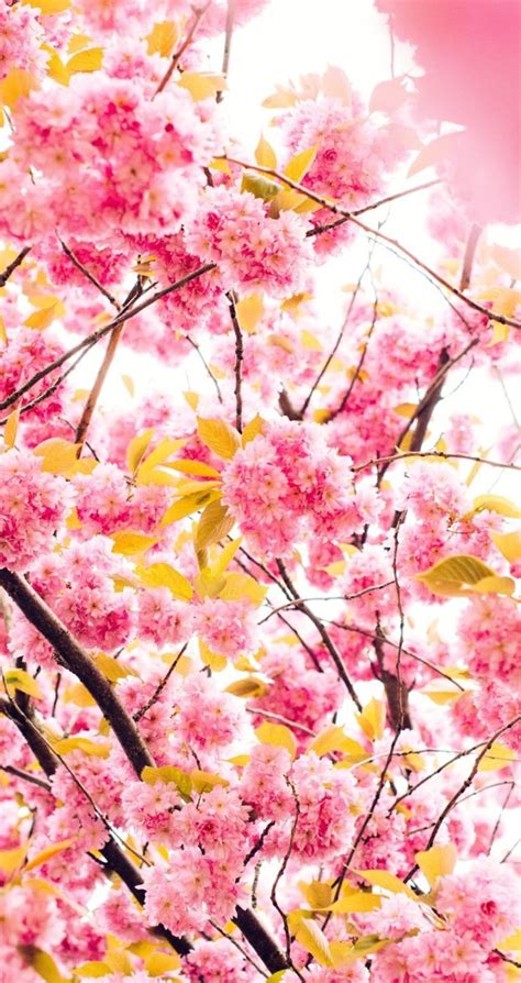 Cherry Pink Blossom Tree Hd Wallpaper