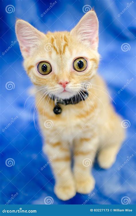 Big Eyed Kitty Cat Seymore Beanie Boo Stock Image Image Of Kitten