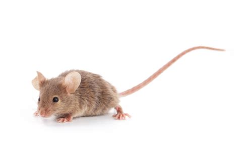 Of Mice And Men Researchers Compare Mammals Genomes To Aid Human
