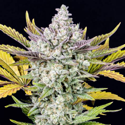 Gorilla Cookies Auto Seeds Fast Buds Autoflowering Cannabis