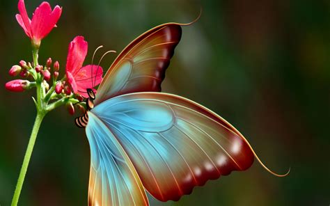 Big Butterfly Wallpaper for Widescreen Desktop PC ...