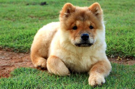 How Much Is A Chow Chow Puppy