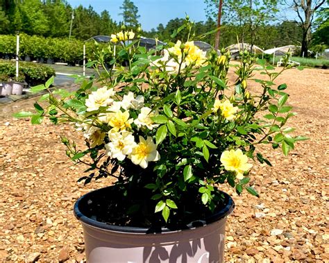 Lemon Drift Rose Etsy In 2022 Drift Roses Planting Roses Rose Bush