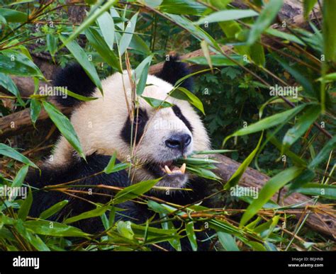 Adult Giant Panda Eating Bamboo At Chengdu Research Base Of Giant Panda