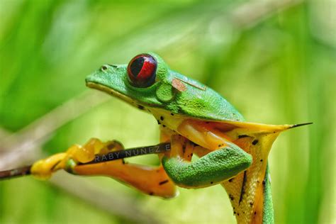 Shocking Moment Frog Impales Itself On A Spike Captured By Photographer