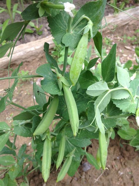 Sugar Ann Snap Peas Ready To Pick And Eat Yum Variety Of Fruits