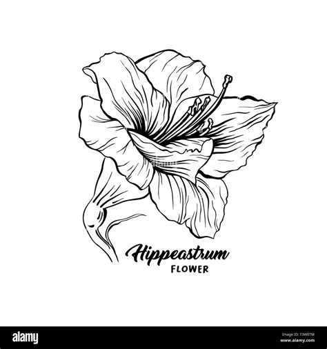 Amaryllis dibujadas a mano ilustración vectorial Hippeastrum tinta de