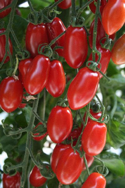 3 X Tomato Floridity F1 Plug Plants Viridis Hortus