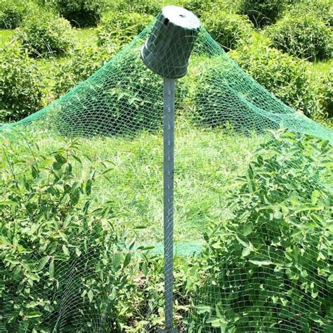 Bird Netting For Blueberry Bushes Yahoo Image Search Results In 2020 Blueberry Bushes
