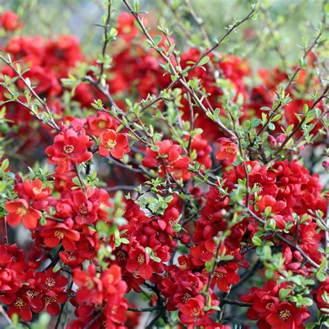 Chaenomeles Japonica Sargentii Plants Chaenomeles Flowering Quince